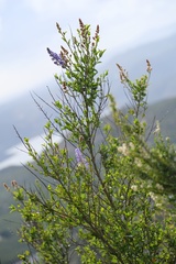 Ceanothus cyaneus