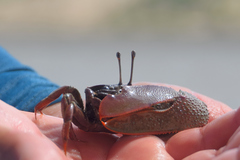 Uca maracoani