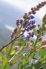 Ceanothus cyaneus