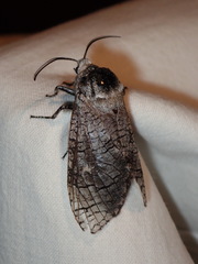 Prionoxystus macmurtrei