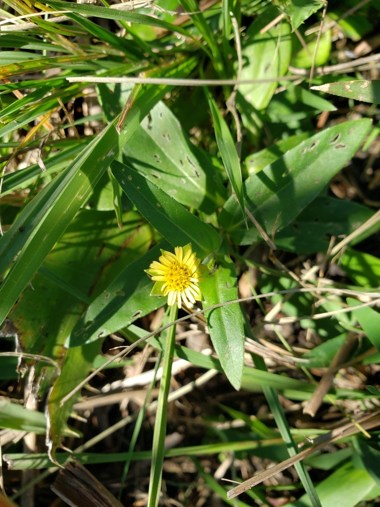 Eclipta megapotamica
