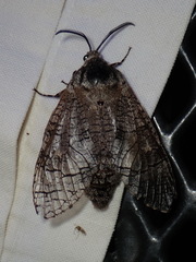 Prionoxystus macmurtrei