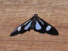 Erilusa