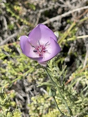 Calochortus splendens