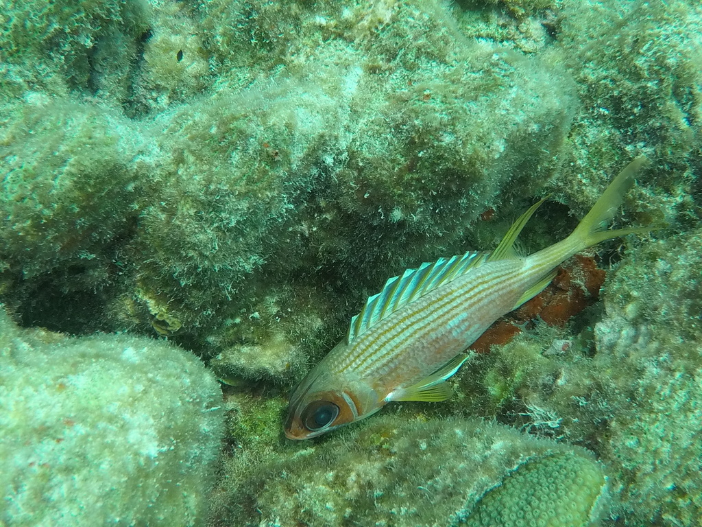 Photo of Longspine squirrelfish (Holocentrus rufus)