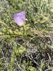 Calochortus splendens