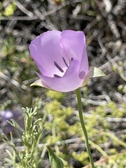 Calochortus splendens