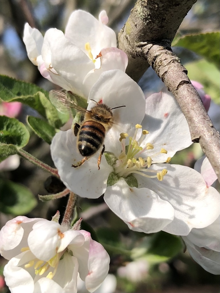 Western Honey Bee from Sterling Rd, Harrisburg, PA, US on April 23 ...