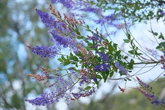 Ceanothus cyaneus