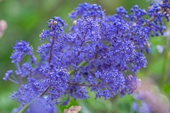 Ceanothus cyaneus