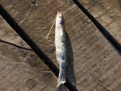 Odontesthes bonariensis