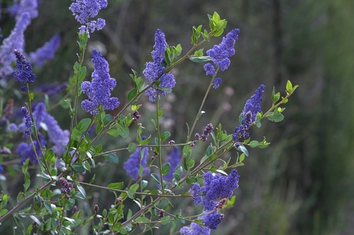 Image of Ceanothus cyaneus by (c) Madeleine Claire, some rights reserved (CC BY)