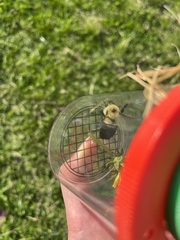 Bombus bimaculatus