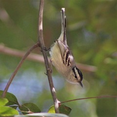 Herpsilochmus atricapillus