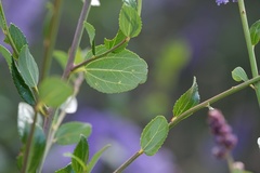 Ceanothus cyaneus