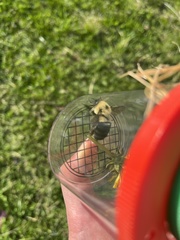 Bombus bimaculatus