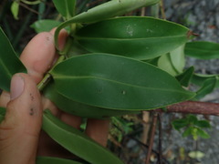 Veronica stricta macroura