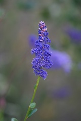 Ceanothus cyaneus