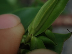 Veronica stricta macroura