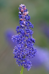Ceanothus cyaneus