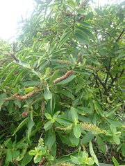 Veronica stricta macroura