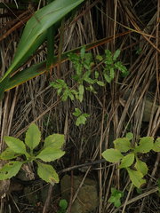 Brachyglottis perdicioides