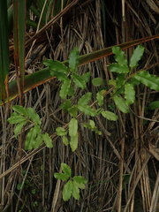 Brachyglottis perdicioides