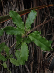Brachyglottis perdicioides