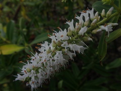 Veronica stricta macroura