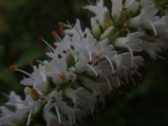 Veronica stricta macroura