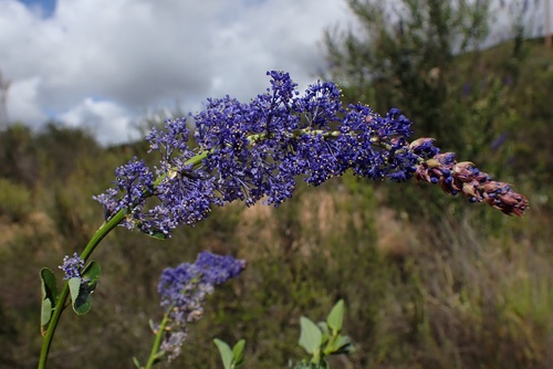 Image of Ceanothus cyaneus by (c) Madeleine Claire, some rights reserved (CC BY)