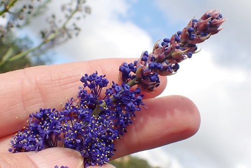 Image of Ceanothus cyaneus by (c) Madeleine Claire, some rights reserved (CC BY)