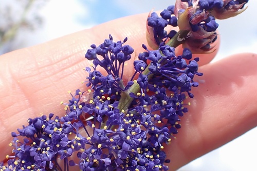Image of Ceanothus cyaneus by (c) Madeleine Claire, some rights reserved (CC BY)