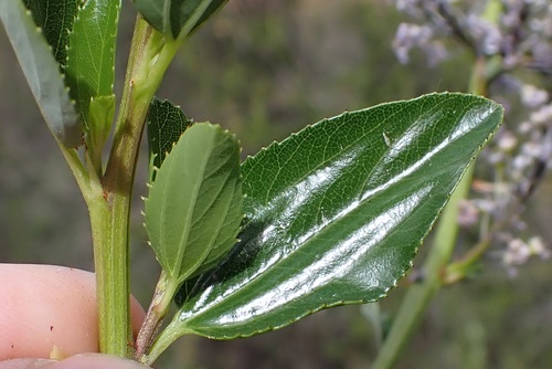 Image of Ceanothus cyaneus by (c) Madeleine Claire, some rights reserved (CC BY)