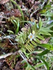 Dichaea