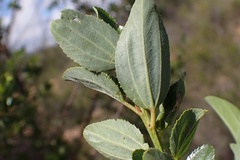Ceanothus cyaneus