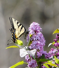 Papilio appalachiensis