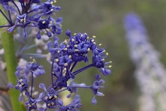 Ceanothus cyaneus