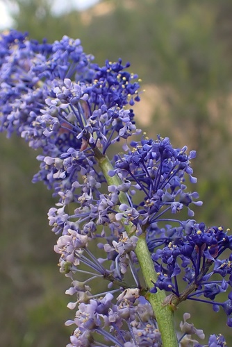 Image of Ceanothus cyaneus by (c) Madeleine Claire, some rights reserved (CC BY)