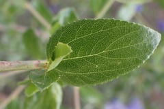 Ceanothus cyaneus