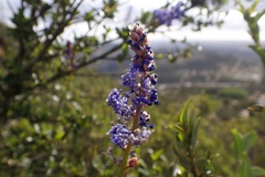 Ceanothus cyaneus