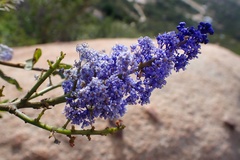 Ceanothus cyaneus
