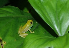 Hyperolius guttulatus