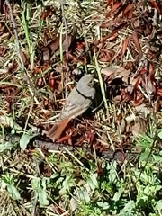 Phoenicurus ochruros