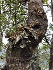 Yarrumia colensoi