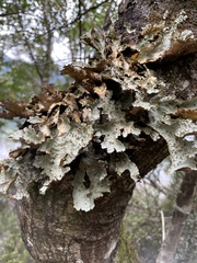 Yarrumia colensoi
