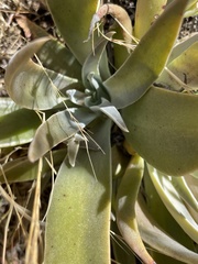 Dudleya saxosa