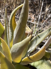 Dudleya saxosa