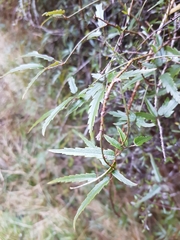 Rubus schmidelioides schmidelioides