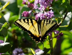 Papilio appalachiensis